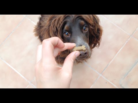 Los perros de terapia de ITCAN disfrutan de los Serrano Snacks de Mediterranean Natural