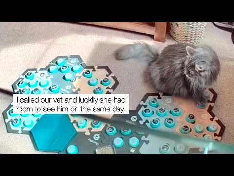 Cat Uses Talking Buttons to Alert Owner of Serious Health Issue