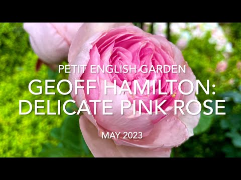 園芸 ハミルトン炭