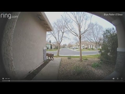 Mountain lion spotted on Natomas woman's Ring camera