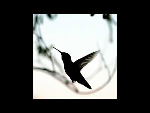 [FREE] American Football Midwest Emo Type Beat "hummingbird" - prod. Perry Pressey