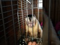 Adorable Monkey Talking