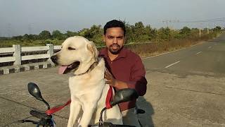 preview picture of video 'Kutte ko bike me kis tarah baithayen/ How to train your dog to sit on a bike?'