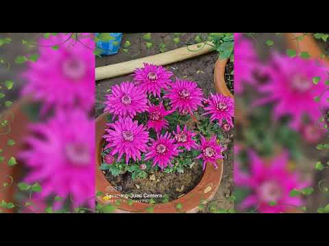 Winter vibes with plants and flowers 🌷🌷