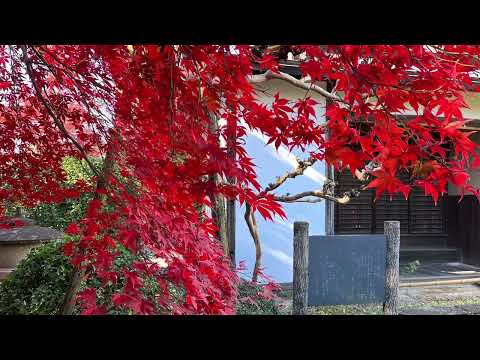 Antigua residencia Shimoda Shoin & Garden (2023)