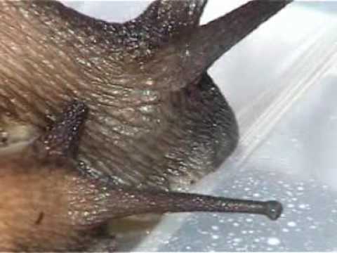 Ulitník tigrovaný (Achatina achatina) — terárium, kŕmenie a správanie