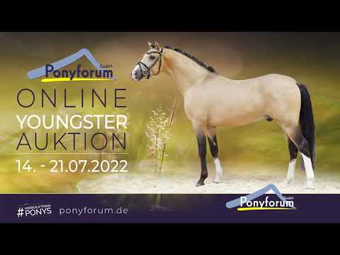 Decanico Hengst 2019 v. D-Power AT / FS Don´t Worry