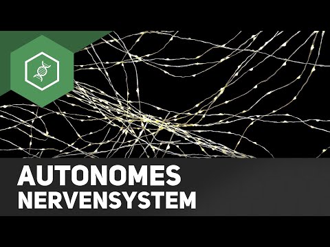 Vegetatives (Autonomes) Nervensystem