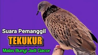 Download lagu TEKUKUR LOKAL kuk 1 suara besar - SIULAN MERDU KHAS PEMANGGIL 100% BIKIN RAME. mp3