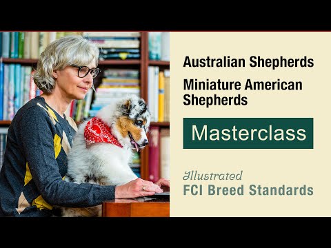 МАСТЕР-КЛАСС: стандарт австралийской овчарки и миниатюрной американской овчарки