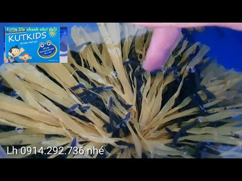 Thức ăn cho lươn mùa covid | 0914.292.736