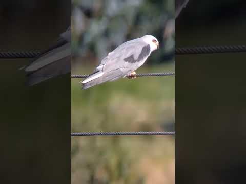 una bonito águila blanca nombre científico Elanus leucurus en Siachoque Boyacá  #naturalez #pájaro