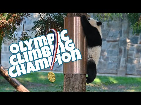 🐼 🥇#Giantpanda Xiao Qi Ji: Olympic Climbing Champion!