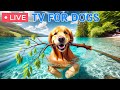 🔴 24 Hours of Dog TV🎵Dog Calming Video for Dogs🐶🩷Separation Anxiety Music for dogs to go to sleep