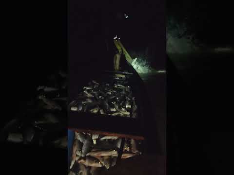 subienda de pescado 🐠🐟🎣 Puerto Valdivia Antioquia río Cauca