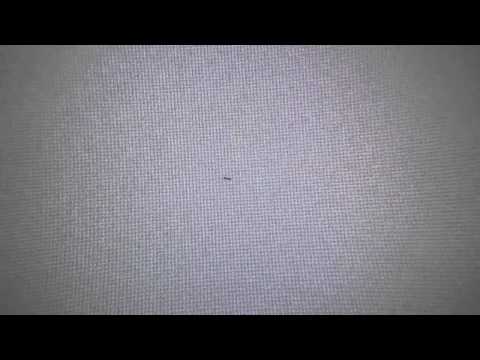 Formiga Dentro do Monitor / Ant Inside My LCD