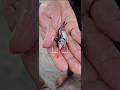😨Parron Shark🦈 Attacks Rainbow Shark 😵‍💫 #monsterfish #aggressive #freshwaterfish #fishkeepinghobby