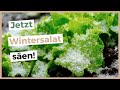 This Is How You Harvest Fresh Lettuce All Winter Long