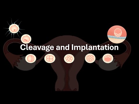 Cleavage and Implantation | Human Reproduction | Class 12 | Zoology | Telangana | Khan Academy