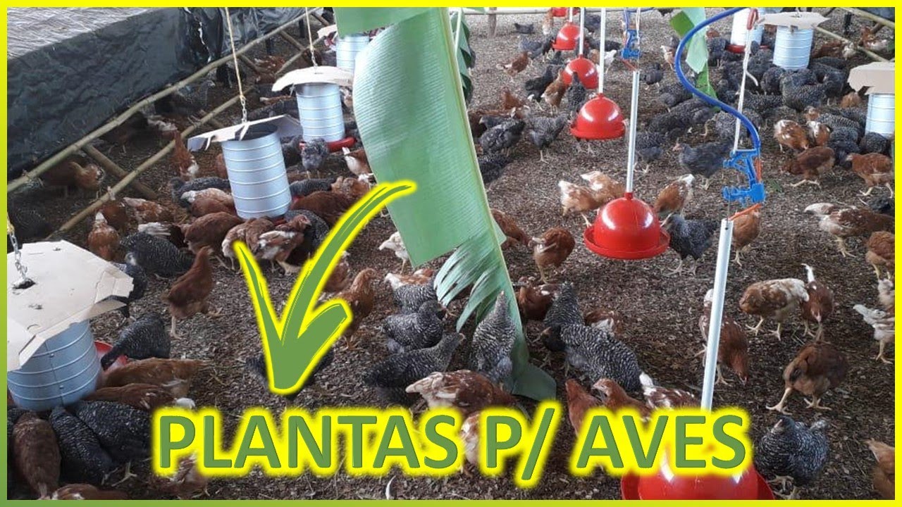PLANTAS que COMBATEM as principais DOENÇAS em AVES: fitoterapia aplicada
