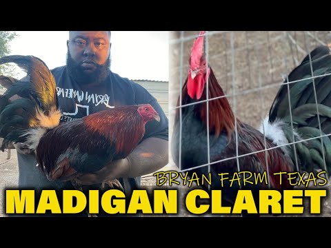 Madigan Claret Col Givens Hatch Leiper - BRYAN FARM TEXAS Beautiful Birds