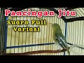 Pancingan Sirtu Cipoh FULL VARIASI Ampuh Merangsang Sirpu Lain Ikut Gacor