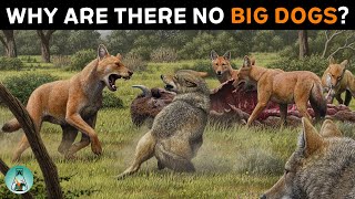 Why Big Cats Thrived While Big Dogs Faded?