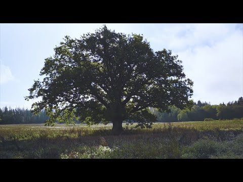 Nachhaltigkeit bei den Möbelwerken Hartmann