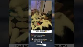 Download lagu Detik-detik Kucing Ngantuk Berat Sampai Kejungkel 🐾 mp3