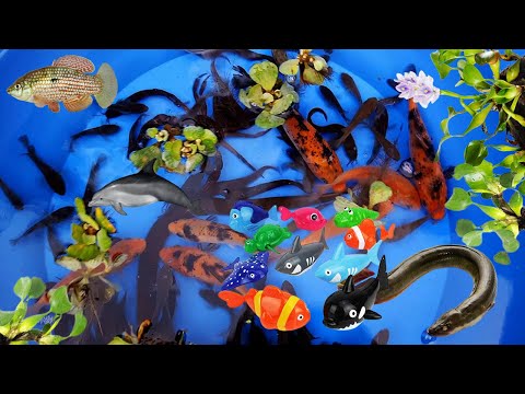 Colorful Cute Animals, Red Carp Fish, red goldfish, Goldfish, Carp, Eels Fish, Turtle, Frog