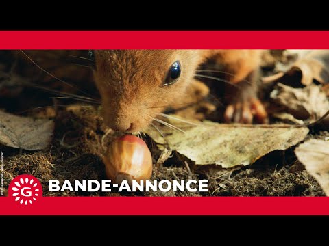 Le Chêne - bande annonce Gaumont