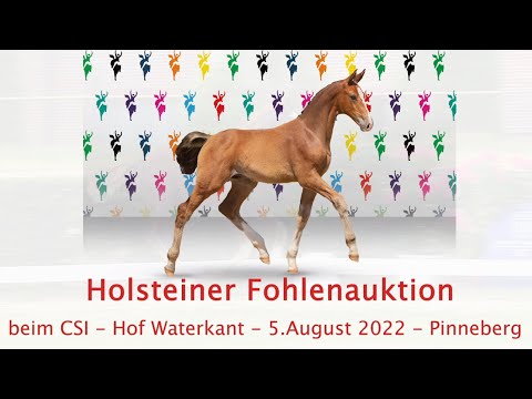 Trailer | Holsteiner Fohlenauktion beim CSI Hof Waterkant