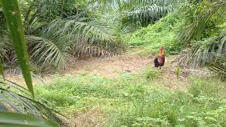 Download lagu APENG Pikat ayam hutan Kalimantan Barat. Kalah lagi. mp3