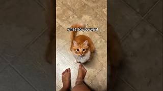 #cat #cute #catvideo #cutecat #funnyvideo #funny