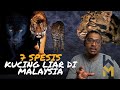 7 Spesis Kucing Liar Di Semenanjung Malaysia Harimau Kucing