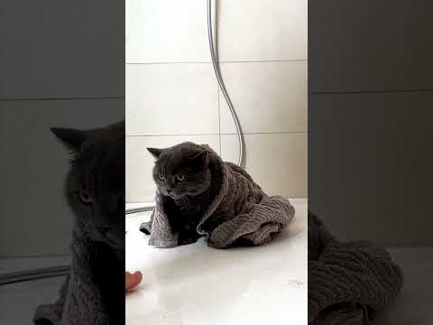 Have you ever had to bathe your cats? #catlove #catmom #cats