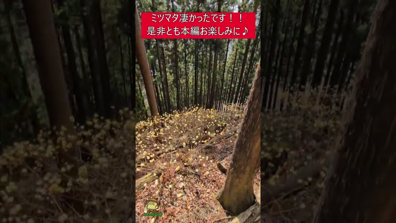 ミツバ岳 #ともし#ともしの山旅 #ミツバ岳