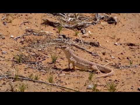 Desert Iguana