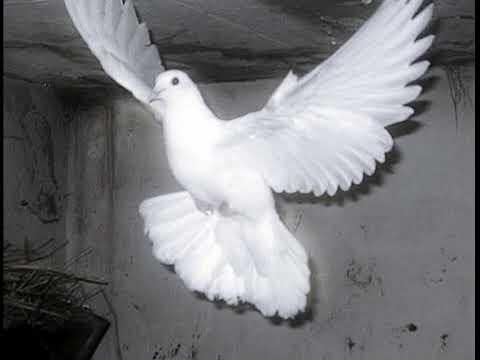 Sholiy - Realidade Cruel - Deus é mais (Official music)