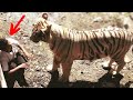6 Unseen Tiger Encounters That Will Shock You For a While!