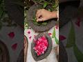 Homemade Neem Rose Alovera Soap 🫧 Shorts Recipe Homemadesoap Soap Naturalsoap