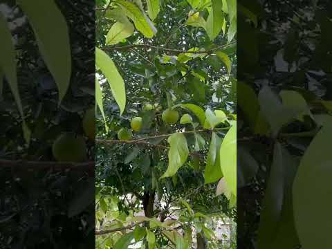 Mercadito Comunitario en Fundacion Modesto Huex Inc San Jose Peten Guatemala 🇬🇹