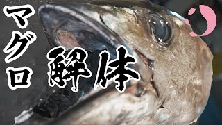 マグロ解体/那智勝浦（和歌山）ドローン空撮とマグロ市場