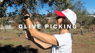 Picking olives by hand for our cold press olive oil