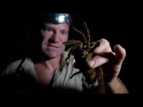 The Goliath Bird Eating Tarantula - biggest spider on earth