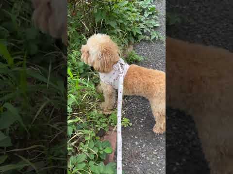 経営学科 草木が大好きなトイプードル11ヶ月　#toypoodle #トイプードル #子犬