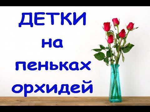 ОРХИДЕИ:рост ДЕТОК на ПЕНЬКАХ.Привет Екатерине!