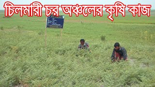 সূর্য মুখী চাষ ও অন্যান্য চাষ