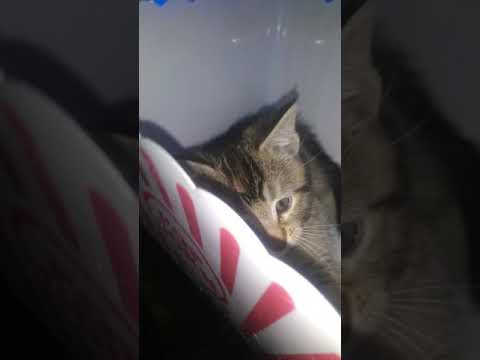 General Red listening to her theme song from "Cat's Eye" (Every Breath You Take)