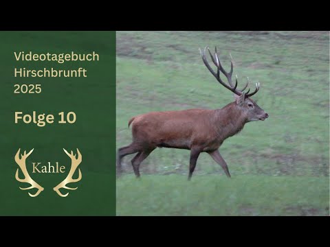 Hirsch, Wolf und Elch auf einem Ansitz! Hirschbrunft in Masuren / Polen | Tag 10